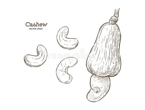 Cashew. Hand-drawn Sketch - Vector Stock Vector - Illustration of fresh, drawn: 138407262 Dry Fruit Packing, Nuts Design, Tattoo Thoughts, Draw Hands, Dry Fruit, Dry Fruits, Cashew Nut, Tattoo Set, Hand Drawn Vector