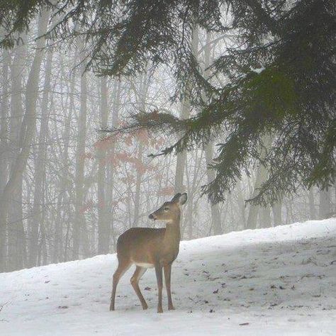 .. Animals In Snow, Winter Deer, Snowy Christmas Tree, Winter Szenen, Snow Covered Trees, Winter Magic, Winter Scenery, Winter Beauty, A Deer