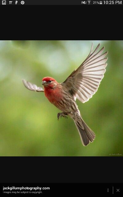 House Finch Tattoo, Finch Flying, Bull Finch, Finch Tattoo, Comic Reference, House Finch, Bird & Wildlife Houses, Biscayne National Park, Wild Animals Painting