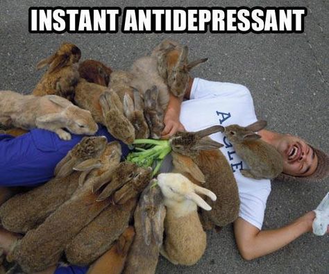 Rabbit Island, Bunny Lovers, Funny Bunnies, Hiroshima, Animal Memes, Cuteness Overload, Cute Bunny, Funny Cute, Animals And Pets