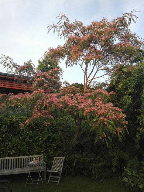 albizia julibrissin in full bloom Mimosa Tree, Albizia Julibrissin, Tropical Trees, Landscape Designer, Tropical Tree, Flowers Rose, Easy Garden, Home Flowers, In Full Bloom