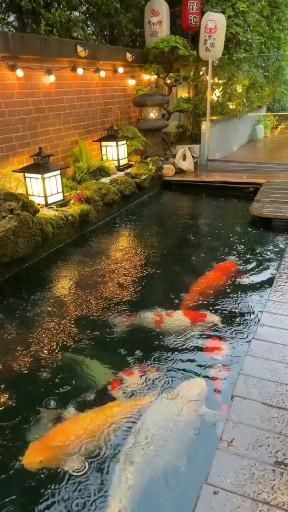 Pin on Binatang 🦜🐘🦚🐆🦎🦖🐒🦉🦇🦋🦗🦈🐡 Fish Ponds Backyard, Koi Pond Design, Ikan Air Tawar, Kolam Koi, Fish Pond Gardens, Taman Air, Garden Pond Design, Pond Water Features, Live Aquarium