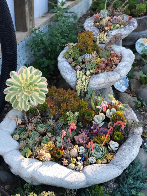 Succulents In Fountain, Dudleya Succulent, Succulent Garden Bed, Succulent Rock Garden Ideas, Succulent Fountain, Succulent Rock Garden, Rock Garden Ideas, Succulent Garden Landscape, Succulent Garden Design