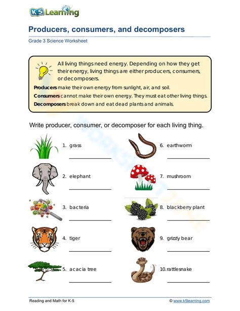 Producers Consumers Decomposers, Food Chains And Food Webs, Blackberry Plants, Grade 3 Science, Food Webs, Tech Lab, Cc Cycle 2, Food Chains, Acacia Tree