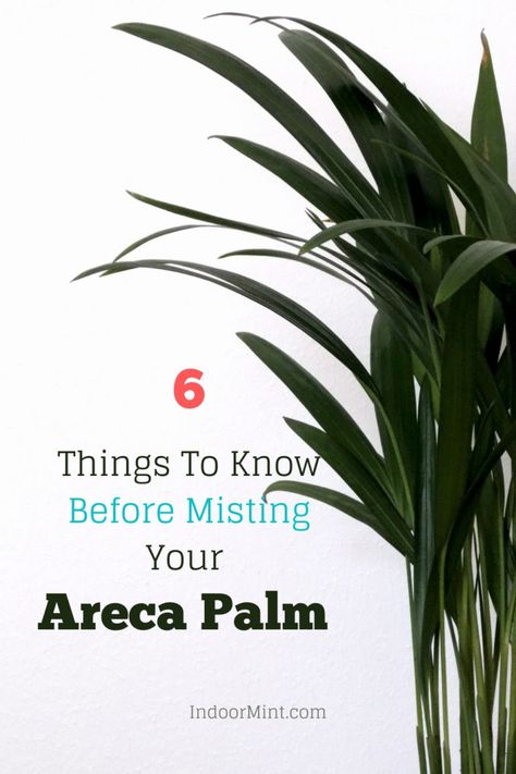 Should you be misting Areca Palm? Let's get to know more about the misting process in this insightful guide for your houseplant. Areca Palm Care, Areca Palm Indoor, Areca Palm Plant, Cactus House, Cactus House Plants, Plant Care Houseplant, Areca Palm, Indoor Plant Care, Palm Plant