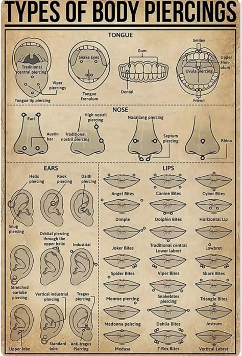 Types Of Body Piercings, Body Piercings, Different Types, Piercings