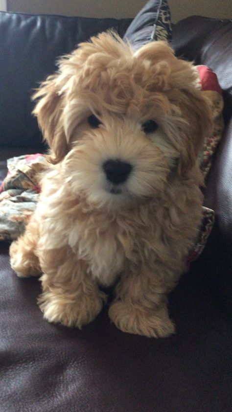 Charlie is a 3 month old Mini Whoodle (Wheaten Terrier Poodle Mix) Terrier Poodle Mix, Terrier Poodle, Poodle Mix Puppies, 3 Month Old, Wheaten Terrier, Puppies And Kitties, Adorable Puppy, Yorkshire Terrier Puppies, Poodle Mix