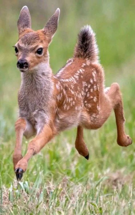 Deer Photos, Animal Study, Pretty Animals, Arte Inspo, Silly Animals, Baby Deer, Cute Wild Animals, Animal Sketches, Cute Animal Photos