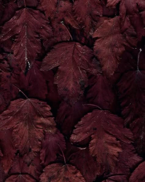 Burgundy leaves Burgundy Autumn Aesthetic, Pantone Burgundy, Mahogany Aesthetic, Burgundy Pictures, Burgundy Mushrooms, Maroon Aesthetic, Burgundy Aesthetic, Mulberry Color, Mahogany Color