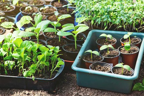 NoVA's Master Gardener On Building a Veggie Garden Starting Vegetable Seeds, Germinating Seeds, Hardening Off Seedlings, Fall Crops, Green Stuff, Thriving Garden, Seed Germination, Vegetable Seeds, Master Gardener