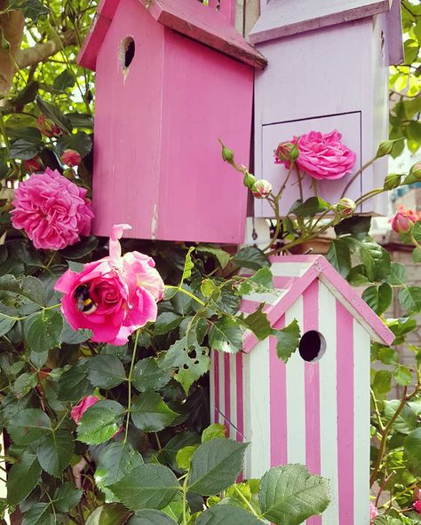 Stephanie on Instagram: “The rose is growing so hard,won't be long before all the birdhouses are covered with these pink beauties!😍 Don't know how the weather is…” Pink Bird House Ideas, Birdhouse With Flowers, Pink Birdhouse, Bird Houses Painted Flowers, Cottage Core Bird House, Aesthetic Bird House Painting, Outside Room, Bird Houses Ideas Diy, Garden Birdhouses