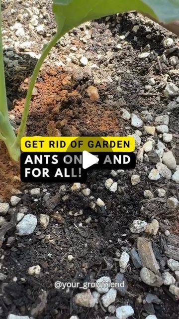 GROWFRIEND 🌿 on Instagram: "Follow us @your_growfriend for unique gardening insights.

If you’ve had any experience with ants, this is the recipe for you. It is All Natural and VERY effective with a great piece of mind you aren’t adding chemicals to your garden.

You can also sprinkle coffee grounds in your garden as another ant repellant.

Credit: ucanbuildthis
Please DM for proper credit or removal

#bug #bugs #ant #ants #planttips #planthacks #homegarden #gardening #gardenproject #gardening101 #gardeningtips #gardenlover #plantlover #plantlovers #plantlove #gardeninghacks #gardendesign #gardendiy #diygarden #homegarden" Keep Ants Out Of Garden, Ant Repellant, Ant Removal, Above Ground Garden, Ant Repellent, Fire Ants, Piece Of Mind, Plant Hacks, Gardening 101