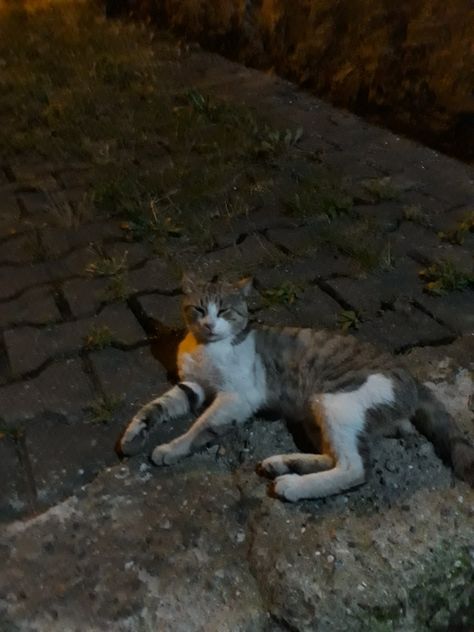 Street Cat Snap, Fake Snap Night, Cat Snap, Couples Candid Photography, Pets Photography, Street Cat, Wallpaper Earth, Pretty Animals, All About Animals