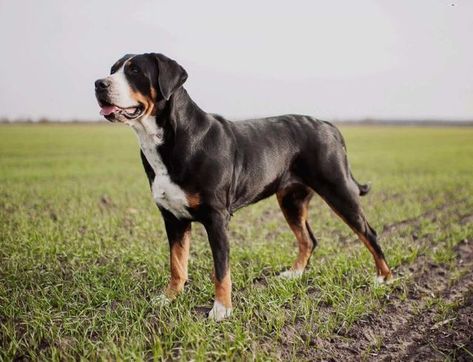 Great Swiss Mountain Dog, Mountain Dog Breeds, Entlebucher Mountain Dog, Kangal Dog, German Shepherd Breeds, Greater Swiss Mountain Dog, Swiss Mountain Dogs, Pet Boutique, Dog Biting