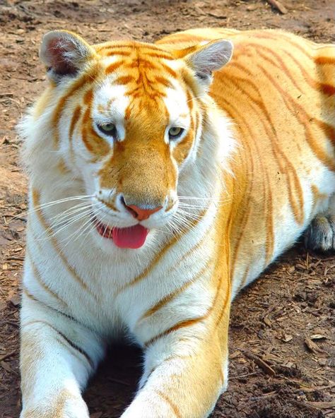 Golden Bengal Tiger, Golden Tiger Art, Golden Tabby Tiger, Golden Tabby, Golden Tigers, Beautiful Wildlife, Tiger Pictures, Rare Cats, Golden Tiger