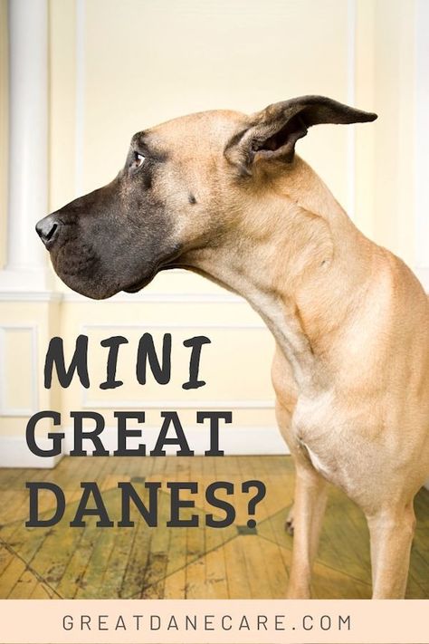 Great Danes are one of the world's largest breeds, but can you find "mini" versions of them as well? Take a look at this article to find out! Mini Great Dane, Great Dane Mix Dog Breeds, Great Dane Size, Great Dane Cropped Ears, Pitbull Mix Puppies, Merle Great Danes, Great Dane Brindle, English Mastiff Dog, Black Great Danes