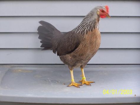 Silver Leg Horn Grade 9, 7th Grade, Chickens Backyard, About Me, Horn, Chicken, Silver