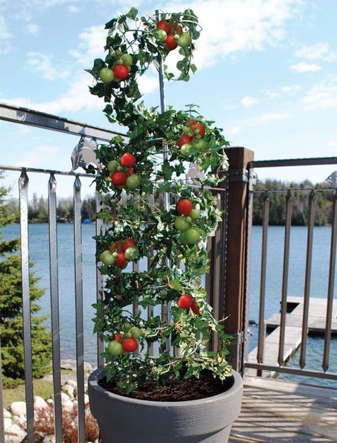 5 Vertical Vegetable Garden Ideas For Beginners / Encourage your vine like tomatoes and beans to grow tall and strong with a growing frame that gives them support. Vertical Vegetable Gardens, Vegetable Garden Ideas, Raised Vegetable Gardens, Vertical Garden Design, Vertical Vegetable Garden, Backyard Garden Layout, Garden Layout Vegetable, Vegetable Garden Planning, Indoor Vegetable Gardening