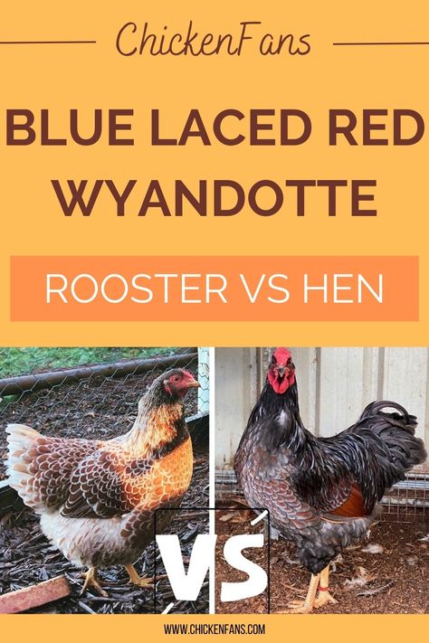 Both Blue Laced Red hens and roosters have beautiful reddish-brown plumage with greyish-blue lacing. They share several features, such as the dark brown to grey head, brown undercolor, and blue lacing. It can be challenging to tell the boys from the girls in young birds. Let's find out everything you need to know to differentiate the roosters from the hens. Rooster Vs Hen, Blue Laced Wyandotte, Wyandotte Rooster, Wyandotte Hen, Blue Laced Red Wyandotte, Laced Wyandotte, Wyandotte Chicken, Ranch Living, Golden Lace