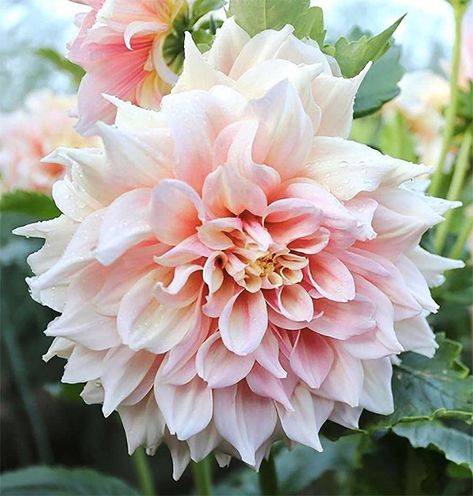 Longfield Gardens, Growing Dahlias, Summer Bouquet, Spring Plants, Pink Petals, Dahlia Flower, Fall Plants, Bulb Flowers, Planting Bulbs