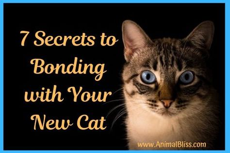 Read these secrets to bonding with your new cat if your kitty made a beeline for the nearest closet the moment you released her from the crate How To Bond With Your Cat, Bambino Cat, Cat Life Hacks, Cat Behaviour, Cat Advice, Cats Stuff, Cats Diy Projects, Pet Cremation, Kitten Care