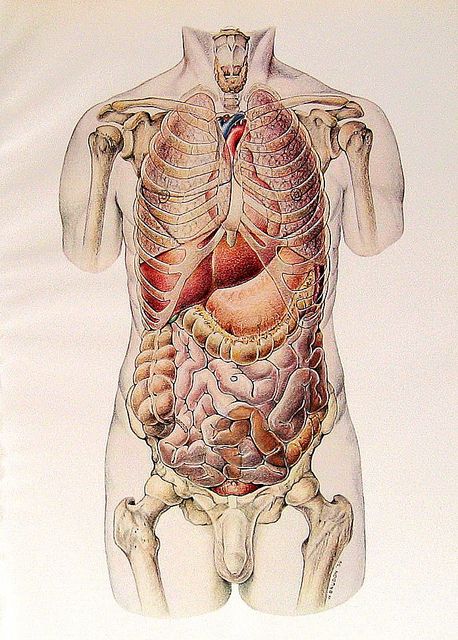 Anatomy Organs, Vintage Anatomy, Biology Art, Human Body Anatomy, Human Figure Drawing, Human Anatomy Art, Medical Anatomy, Vintage Medical, Medical Art