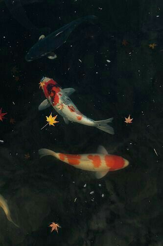 Karp Koi, Photowall Ideas, Desain Editorial, A Pond, Aesthetic Images, Nature Aesthetic, Pics Art, Koi Fish, Goldfish