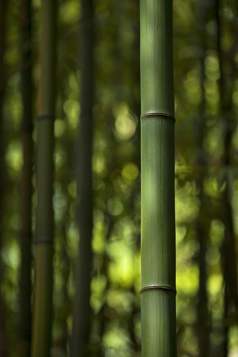 Bamboo Background, Chinese Bamboo, Photo Focus, Ancient Chinese Art, Japan Photography, Bamboo Tree, Background Wallpaper For Photoshop, Bamboo Forest, Bamboo Plants