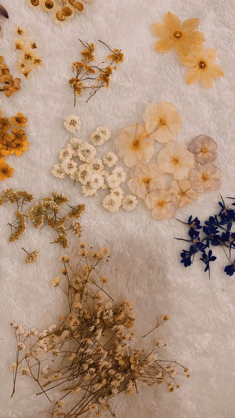 #pressed #flowers Pressed Flower Aesthetic, Pressed Flowers Aesthetic, Wood Elf, Flowers Dried, Flowers Aesthetic, Spring Aesthetic, Pressed Flowers, Dried Flowers, Vision Board