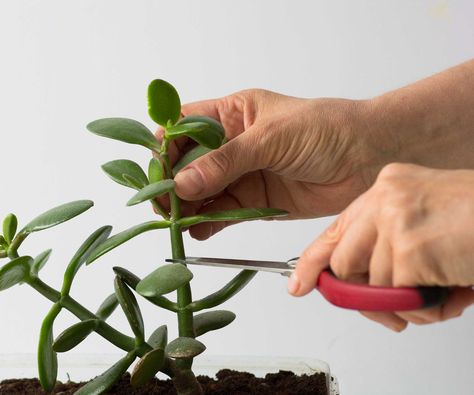 How to prune a jade plant: expert advice | How To Prune A Jade Plant, Prune Jade Plant, Jade Propagation, Propagating Jade Plants, Jade Plant Pruning, Jade Plant Care, Jade Plant, Growing Plants Indoors, Winter Plants