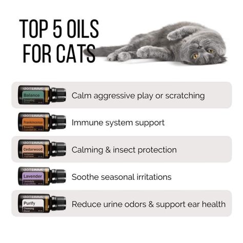 Essential Oils Cats, Essential Oils Dogs, Pet Treats Recipes, Happy Homemaking, Doterra Lavender, Holistic Pet Care, Essential Oil Diffuser Blends Recipes, Cat Language, Ear Health