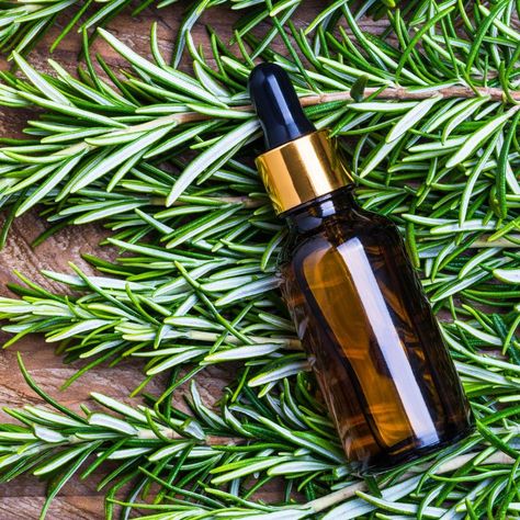 DIY Peppermint and Rosemary Infused Oil Recipe Rosemary Oil For Hair, Best Hair Oil, Ylang Ylang Essential Oil, Essential Oil Blends Recipes, Essential Oil Mixes, Essential Oils For Hair, Diy Oils, Lemongrass Essential Oil, Essential Oil Diffuser Blends