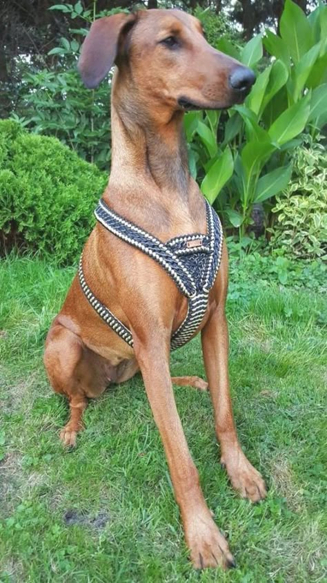 Dog Leash Diy, Paracord Dog Leash, Paracord Ideas, Paracord Dog Collars, Paracord Diy, Hemp Bracelets, Paracord Projects, Dog Projects, Cat Harness