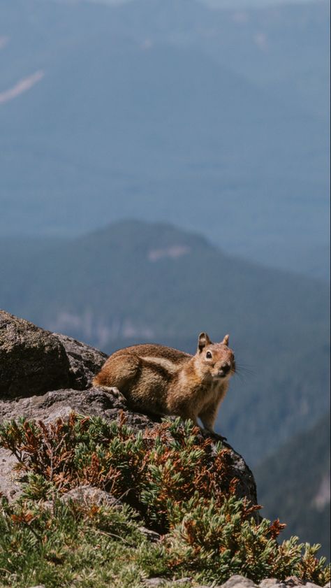 #nature #naturephoto #getoutdoors #canon #wildlife #wildlifephotography #wildlifewednesday #wildlifebiologist #photography #mountains #getoutside #pnw #upperleftusa #mtrainier #washington Canadian Wildlife Photography, Washington Forest Aesthetic, Artistic Poses, Photography Mountains, Wildlife Biologist, Canadian Wildlife, Wildlife Photographer, Get Outdoors, Get Outside