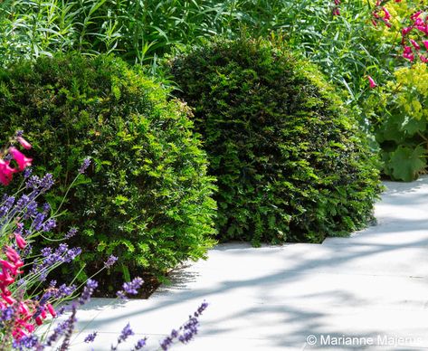 Finchley Garden Taxus Baccata Ball, Yew Balls, Sandstone Path, Hillside Plants, East Facing Garden, Taxus Baccata, Betula Pendula, Sandstone Paving, Beach Road