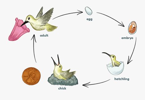 Bird Life Cycle, Baby Hummingbirds, Animal Habitat, Sheet Music Crafts, Animal Life Cycles, Preschool Craft, Music Crafts, Bird Gif, Animal Habitats