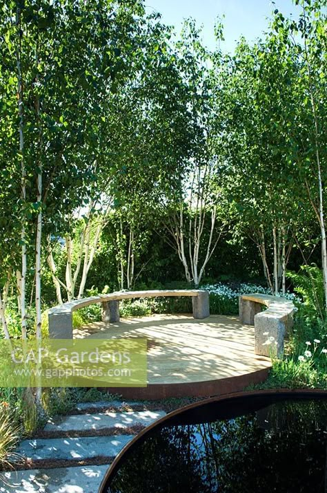 Secret Garden Seating, Silver Birch Garden, Silver Birch Trees, Silver Birch Tree Landscaping, Small Garden Forest, Birch Tree Garden, Birch Trees Garden, Circular Bench, Birch Garden