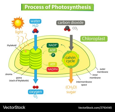 Photosynthesis Diagram, Homeschool 5th Grade, Process Of Photosynthesis, 5th Grade Science, Plant Vector, Plant Cell, Diagram Design, Carbon Dioxide, Photosynthesis