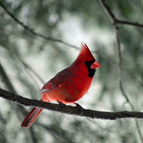 Willow Park, Character Home, Cardinal Birds, Red Bird, Red Cardinal, In Another Life, Red Birds, Character Aesthetic, Dnd Characters