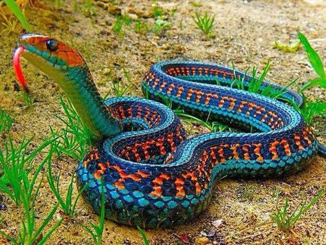 Blue orange & green snake Garter Snake, Cool Snakes, Regnul Animal, Colorful Snakes, Beautiful Snakes, Colorful Animals, Reptiles And Amphibians, Lizards, On The Ground