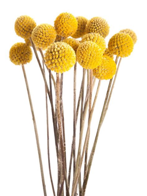 Billy Balls Fall Mums, Billy Balls, Billy Buttons, Floral Arranging, Flowers Yellow, Flowers Arrangements, Flower Names, Trendy Flowers, Button Flowers