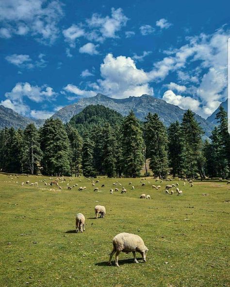 Pahalgam, Kashmir #India Kashmir Flowers, Pahalgam Kashmir, Valley Of Flowers, Farm Land, Kashmir India, Mountain Valley, Scenery Nature, Beautiful Scenery Nature, Beautiful Scenery