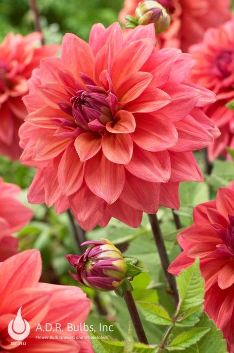 Dahlia American Dawn (tubers) Dahlia-Decorative - Caribbeangardenseed Giving Flowers, Summer Sunrise, Perennial Flowers, Shades Of Peach, How To Attract Hummingbirds, Summer To Fall, Water Well, Garden Borders, Art Flowers