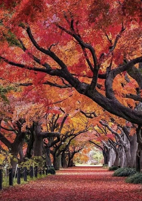 Autumn Leaves Japan, Tokyo Autumn, Big Forest, Japan Autumn, City Tokyo, Japanese Forest, Japan 2023, Girls Trips, Tokyo Japan Travel