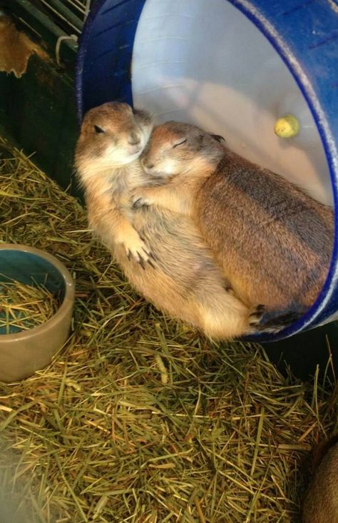 Love Comes in All Shapes... Cute photo album of animals expression affection. Dog Cuddles, Prairie Dog, Awesome Animals, Cute Critters, Animal Pics, Cute Creatures, Sweet Animals, Rodents, Amazing Animals