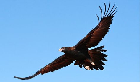 The wedge-tailed eagle or bunjil is the largest bird of prey found in Australia, and it is also found in parts of Papua New Guinea, southern New Guinea, and even Indonesia. The Wedge-tailed Eagle can be found from sea level to mountainous alpine regions. However, they prefer wooded & forested land as well as open country, typically avoiding rainforests and coastal regions. Australia Tattoo, Wedge Tailed Eagle, Eagle Tattoos, Eagle Art, Bird Of Prey, Eagle Tattoo, Australian Wildlife, Australian Birds, Australian Animals