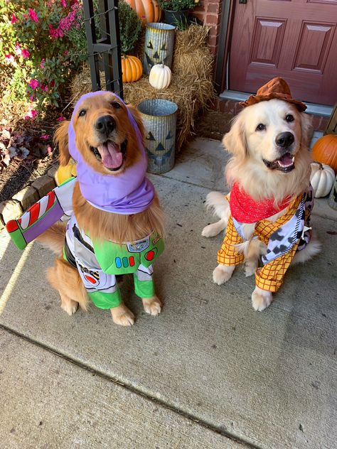 Two golden retrievers dressed up in Halloween costumes as Buzz Lightyear and Woody from the movie Toy Story. 2 Dog Costume Ideas, Dog Sibling Costumes, Puppies In Halloween Costumes, Halloween Dog Costume Diy Easy, 3 Dog Costume Ideas, Dog Pair Costumes, Couples Costumes With Two Dogs, Golden Retriever Costume Ideas, Dog Costumes Big Dogs