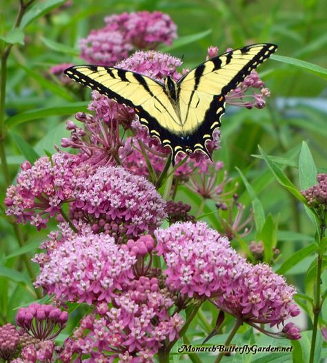 Asclepias Incarnata, Milkweed Plant, Hummingbird Plants, Swamp Milkweed, Butterfly Locs, Butterfly Nails, Butterfly Plants, Pollinator Garden, Rain Garden