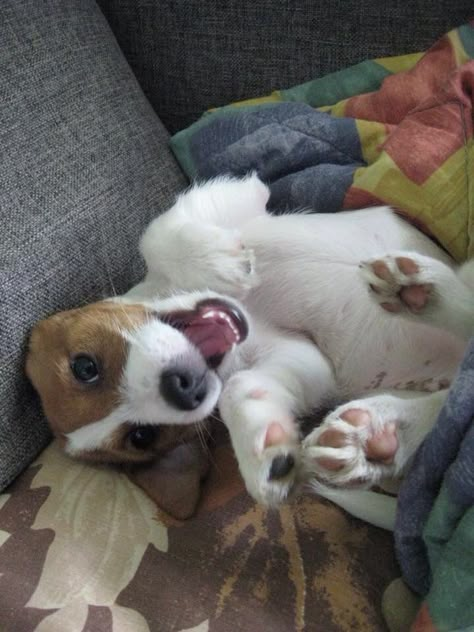 Cute puppy smile jrt Dog Photo Ideas, Cute Jack Russell Puppies, Jack Russell Terrier Aesthetic, Beagle Jack Russell Mix Dogs, Jack Russell Terrier Funny, Chien Jack Russel, Short Legged Jack Russell Terrier, Long Haired Jack Russell Terrier, Jack Russells