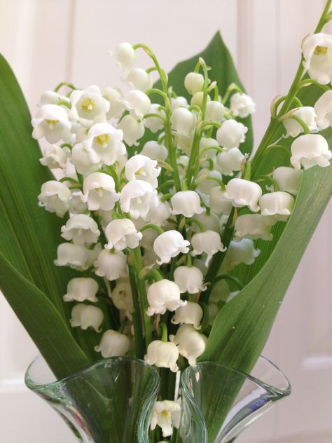 Aisle Planner, Lily Of The Valley Flowers, Valley Flowers, Boquette Flowers, Nothing But Flowers, Flower Therapy, Pretty Plants, Spring Flower, Flowers Nature